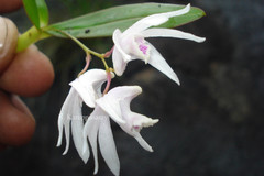 Dendrobium panduratum